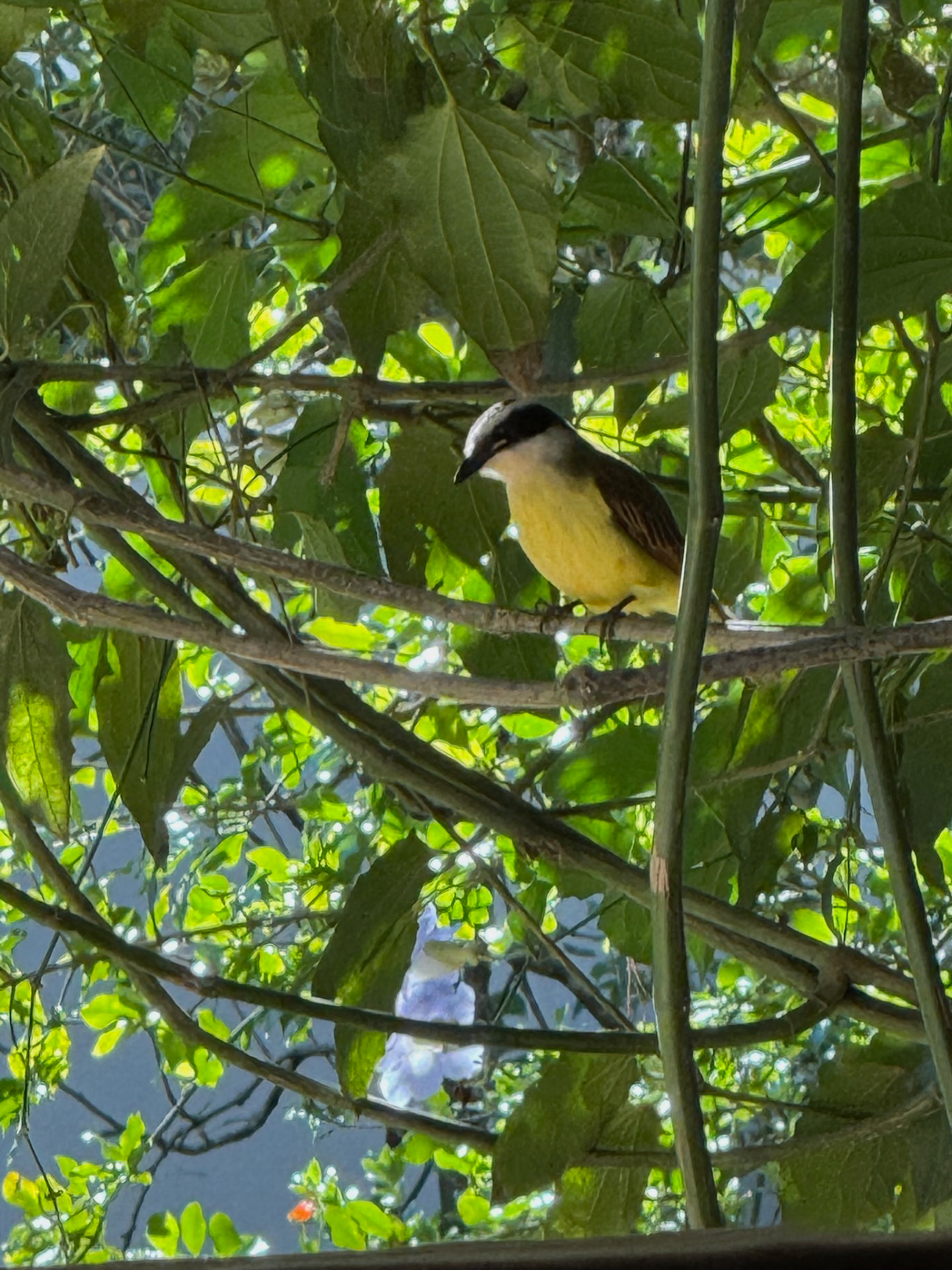 Pássaro entre os galhos e folhas do jardim do Prosa