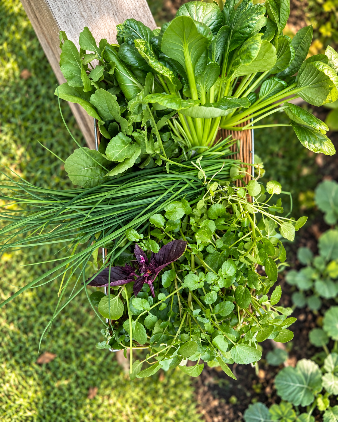 Cesta com folhas e verdes colhidos na horta do Prosa